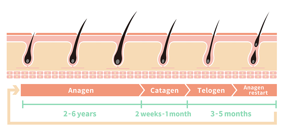 Winning the Battle Against Cortisol